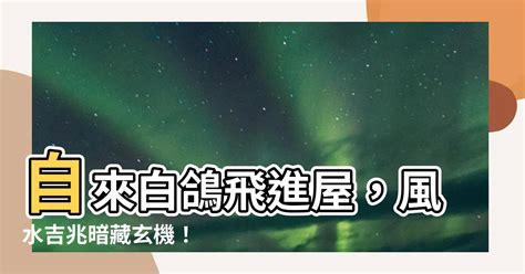 自來白鴿風水|【自來白鴿風水】自來白鴿臨到你家！這 3 種寓意暗示好運到